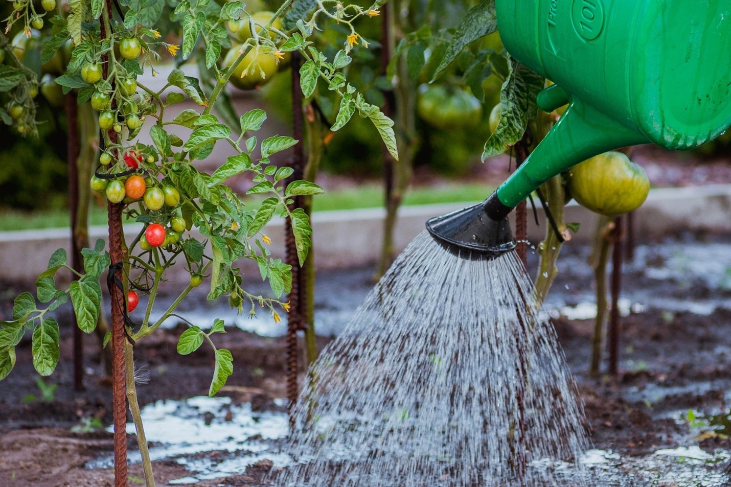 Applying Water Conservation Systems in Your Garden